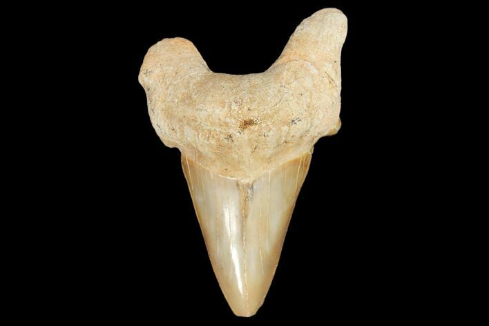 Fossil Shark Tooth (Otodus) - Morocco #103251